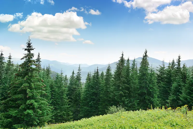 pine trees in forest